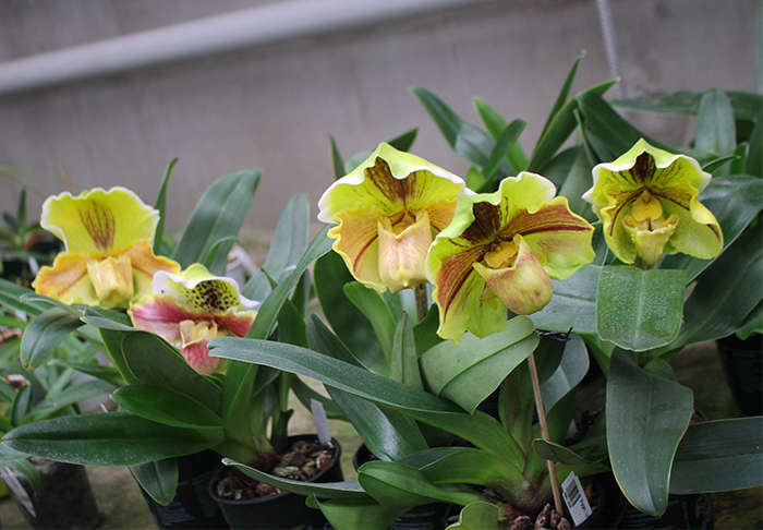 Paphiopedilum Lippewunder hybrid.jpg
