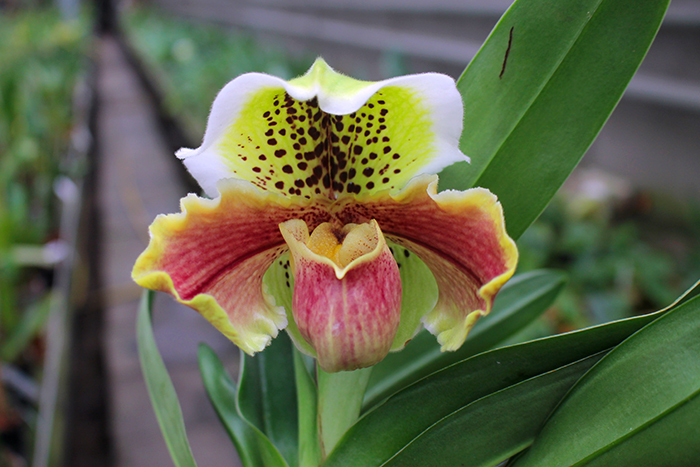 Paphiopedilum Arafura Sea x New Generation.jpg