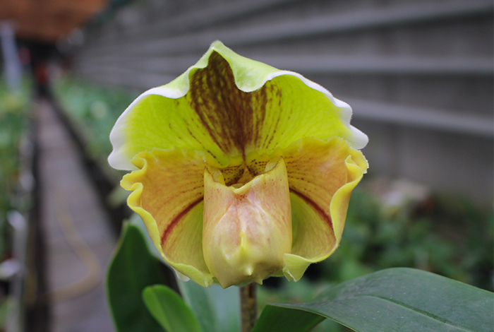 Paphiopedilum Lippewunder hybrid.jpg