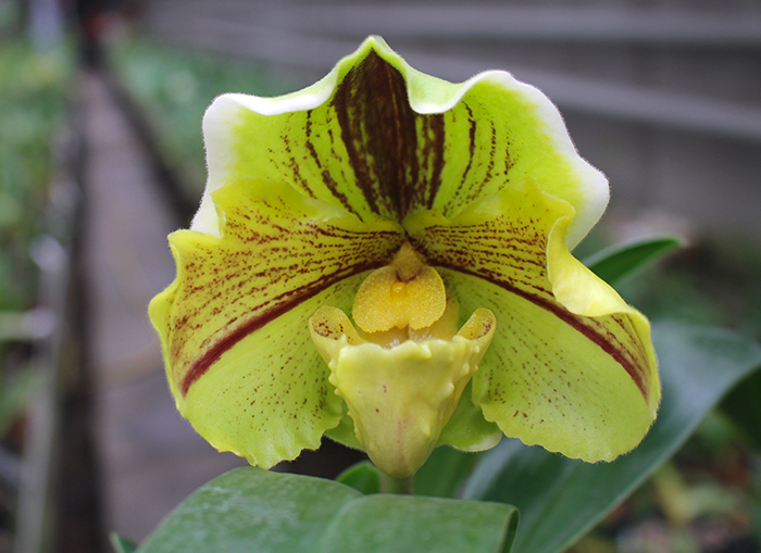 Paphiopedilum Lippewunder hybrid.jpg