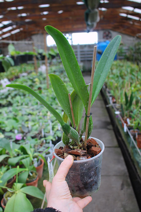 Cattleya percivaliana tipo XXX x Cattleya percivaliana 'Summit - Mutante'.jpg