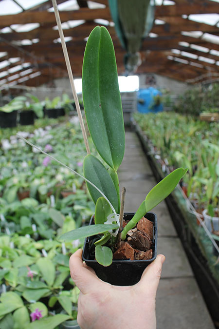 Cattleya gaskelliana concolor 'Yamile' SELF.jpg