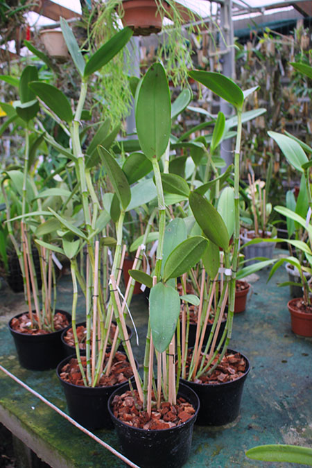 Cattleya guttata verde sem pintas 'AWZ' x guttata amarela sem pintas 'Onca Parda'.jpg
