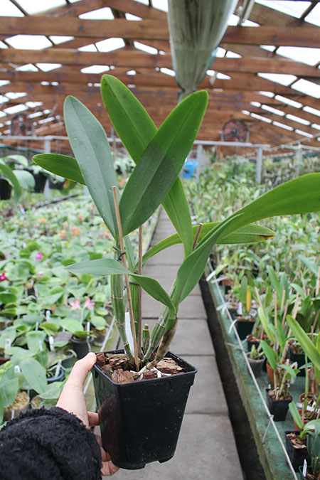 Cattleya schilleriana x Schomburgkia splendida.jpg