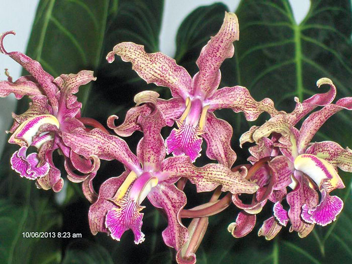 Cattleya schilleriana X Schomburgkia lyonsii.jpg