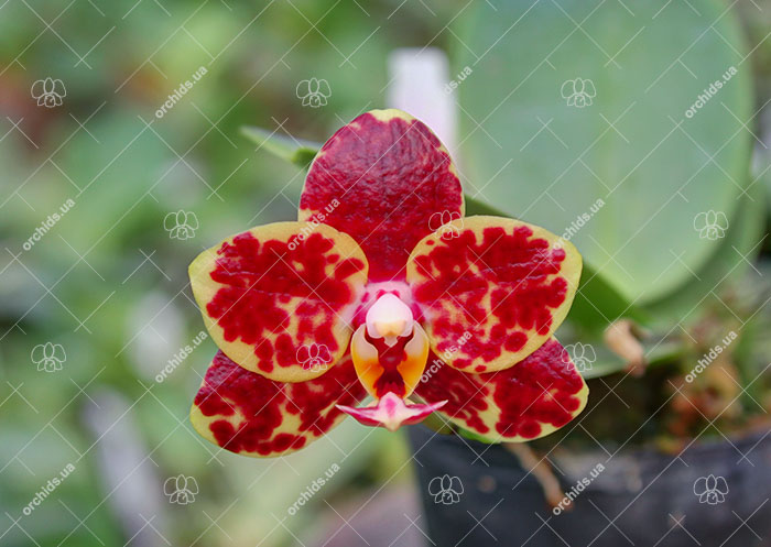 Phalaenopsis Mituo Golden Jewel 'Point'.jpg