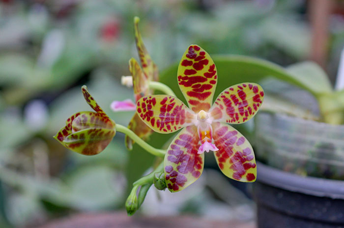Phalaenopsis gigantea x Chang Yi 'Green Giant'.jpg