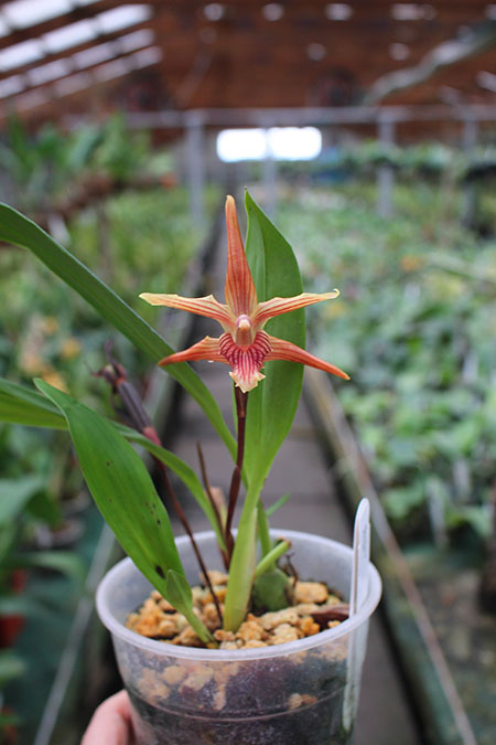 Maxillaria Sangai (Maxillaria pulla x Maxillaria striata).jpg