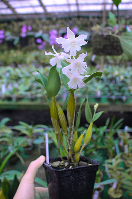 Dendrobium Mini Snowflake x Micro Chip.jpg