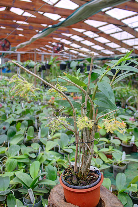 Dendrobium ionopus.jpg