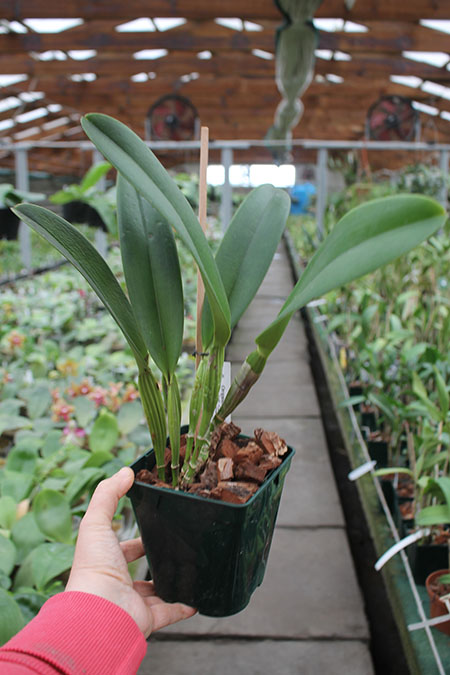 Cattleya warscewiczii.jpg