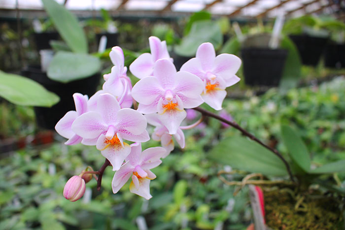 Phalaenopsis Lyndon Bright Sun.jpg