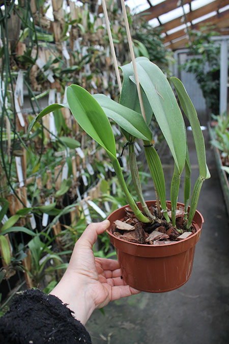 Cattleya warneri semi alba (boa forma) x Cattleya warneri semi alba 'Rubi'.jpg