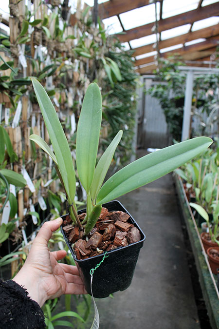 Cattleya labiata punctata x Cattleya labiata punctata (quase concolor) 'AWZ'.jpg