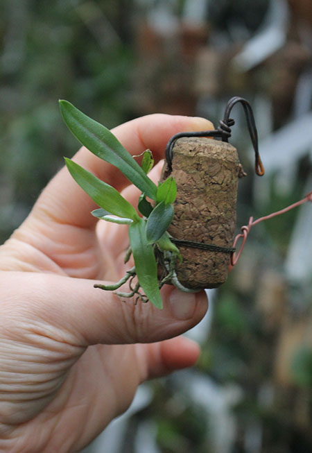 Sophronitis coccinea flava.jpg