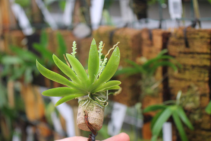 Ornithocephalus cochleariformis.jpg