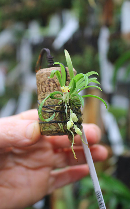 Chytroglossa aurata.jpg