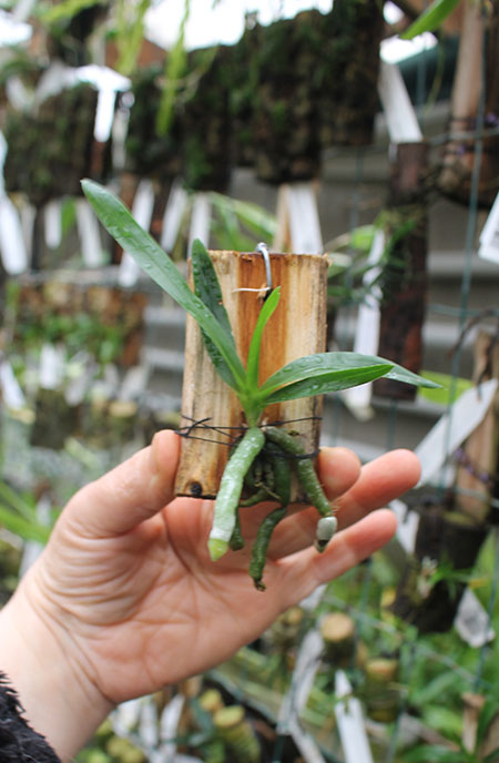 Plectrelminthus caudatus.jpg