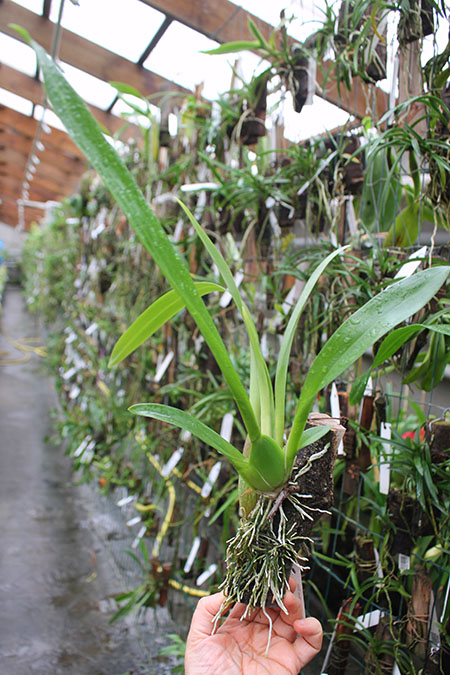 Beallara Mathias 'Bai Bai Blackbird'.jpg