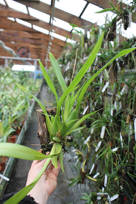 Miltassia Estrelita 'Sweet Senorita'.jpg