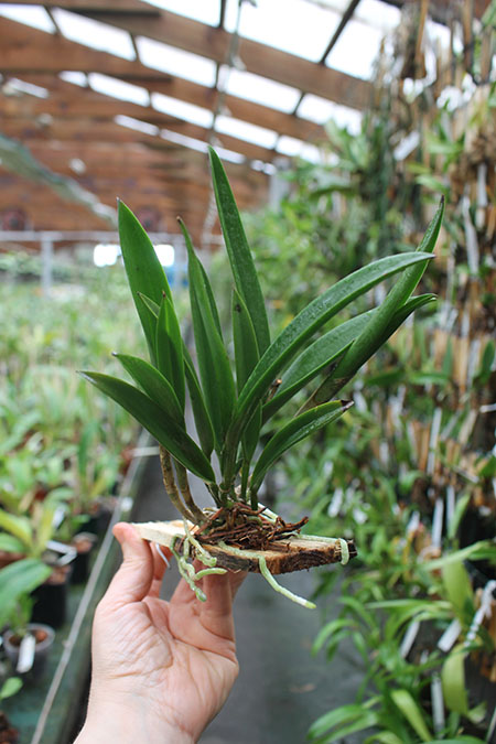 Brassocattleya Jairak Kiku.jpg