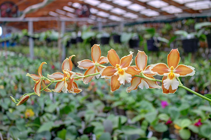 Odontoglossum trilobum x Odontocidium Tiger Glow.jpg