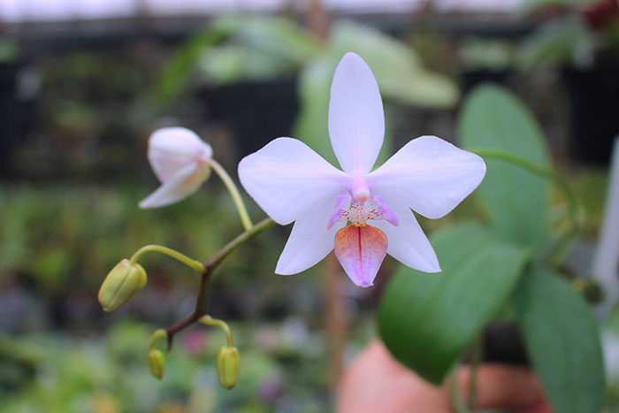 Phalaenopsis intermedia.jpg