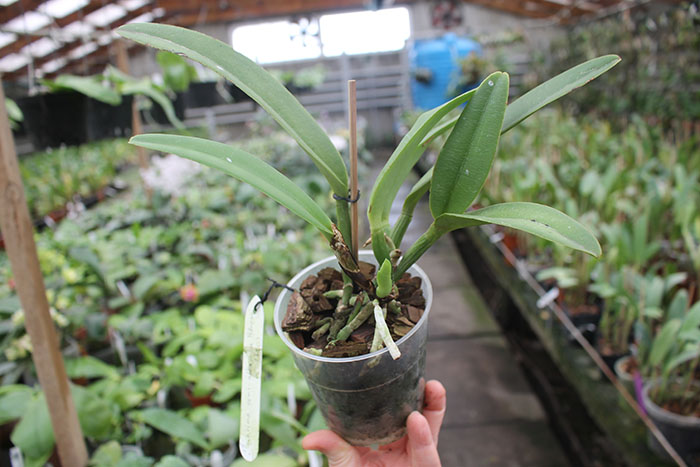Cattleya maxima semi-alba 'La Pedrena'.jpg
