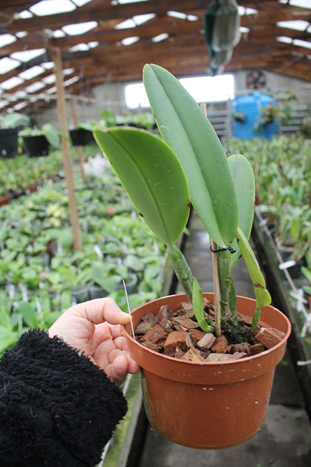 Cattleya maxima Ecuador.jpg