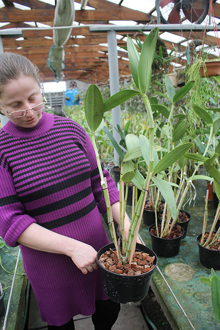 Cattleya guttata verde sem pintas 'AWZ' x guttata amarela sem pintas 'Onca Parda'.jpg