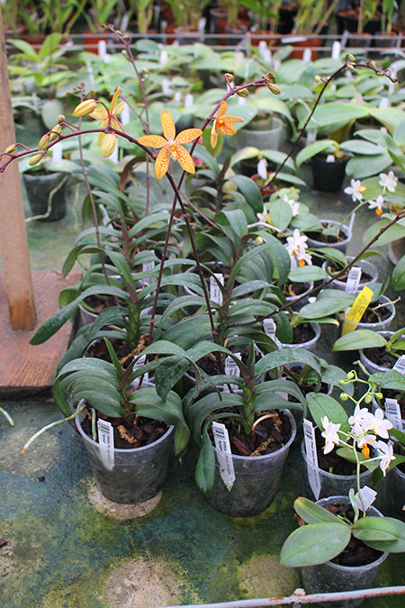 Renanthopsis Mildred Jameson 'Bonsall'.jpg