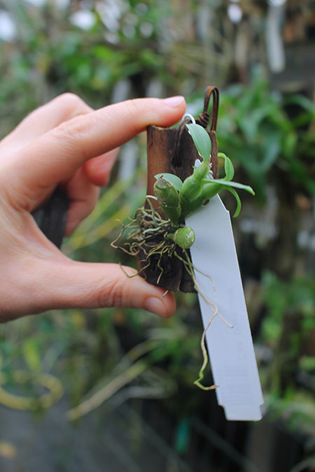 Dendrobium trantuanii.jpg