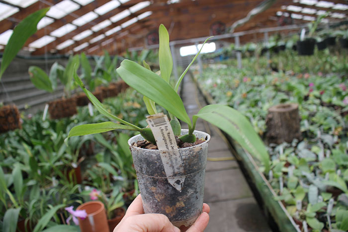 Rossioglossum 'Rawdon Jester'.jpg