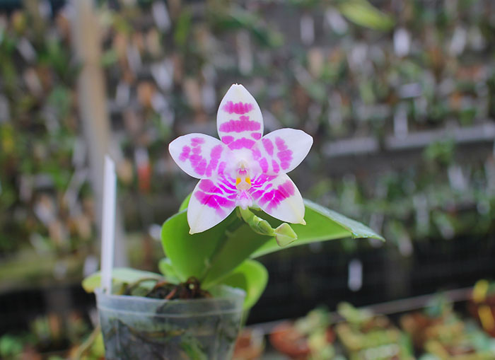 Phalaenopsis Zheng Min Muscadine '323' x speciosa '41-S'.jpg