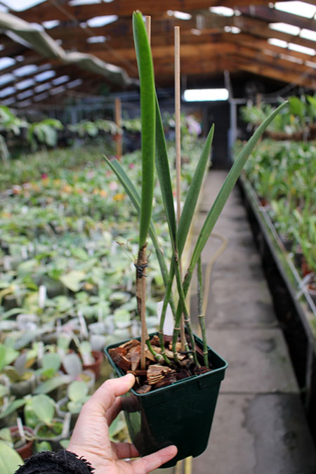 Brassavola fragrans x Laelia anceps.jpg