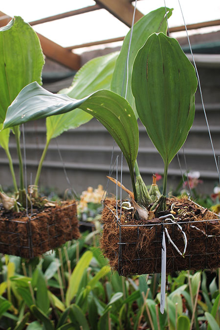 Stanhopea wardii.jpg