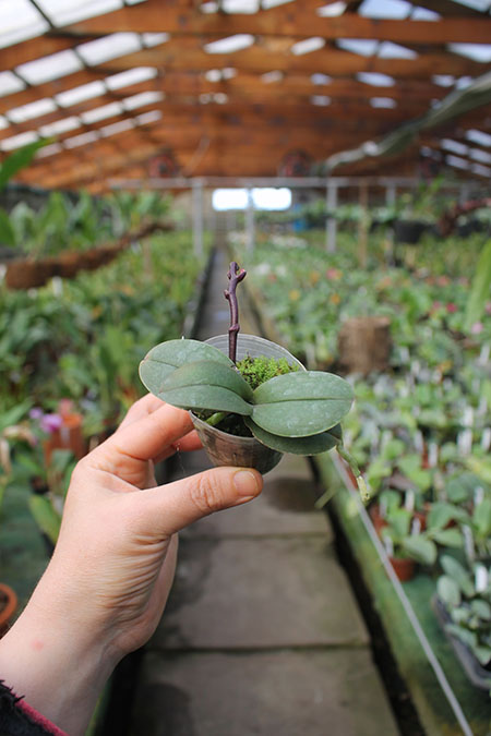 Phalaenopsis Be Glad peloric.jpg