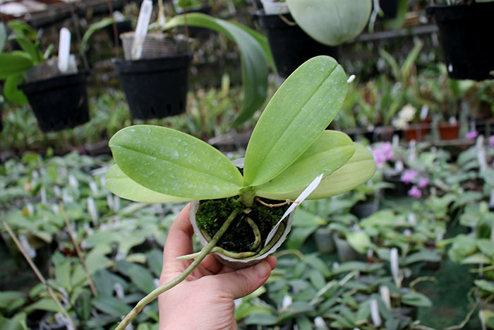 Phalaenopsis KS Martin Tris.jpg