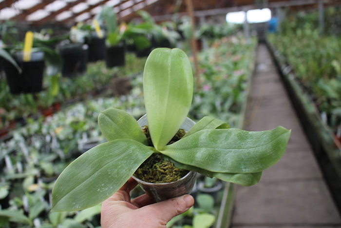 Phalaenopsis (Yaphon The Hulk x violacea indigo) x YangYang Blueberry.jpg