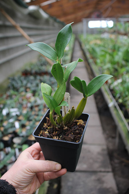 Dendrobium Micro Chip x Roy Tokunaga.jpg