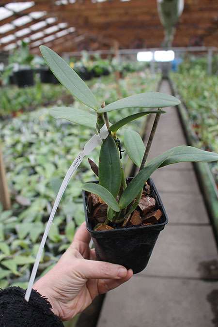 Cattleya amethystoglossa 'Aldebaran' x amethystoglossa flamea 'Ventania'.jpg