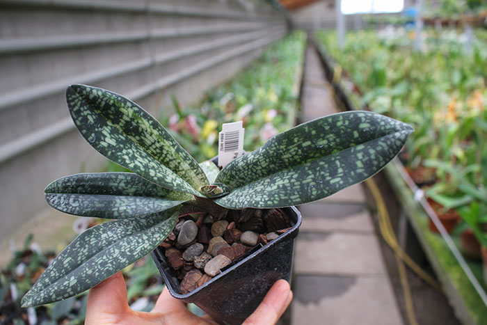 Paphiopedilum delenatii.jpg