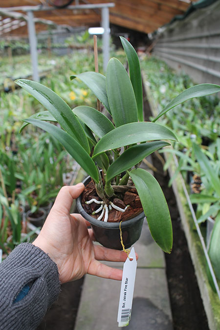 Brassocatanthe Jairak Fire Star.jpg