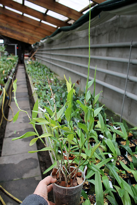 Epicattleya Orange Blaze.jpg