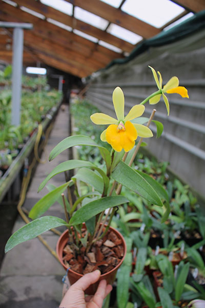 Epicattleya Rene Marques x Potinara Free Spirit.jpg