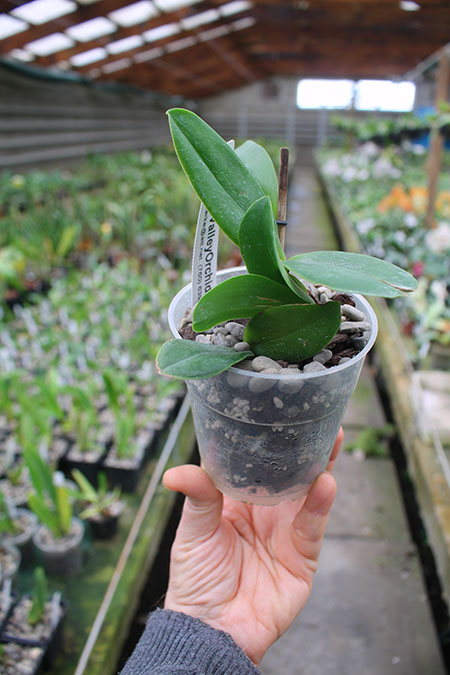 Cattleya violacea flamea 'SVO' x violacea flamea 'Icabaru'.jpg