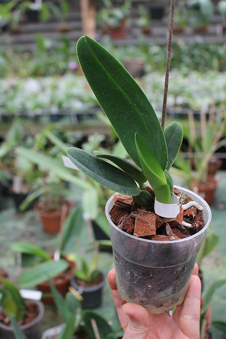 Cattleya warneri caerulea 'DAR' xx x warneri caerulea 'Raasch'.jpg