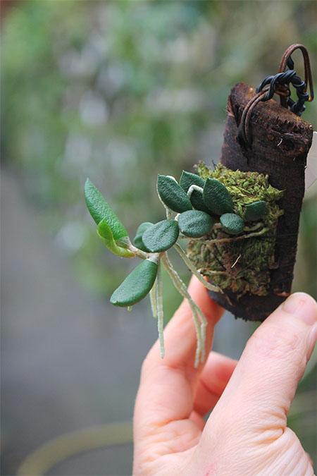 Dendrobium linguiforme.jpg