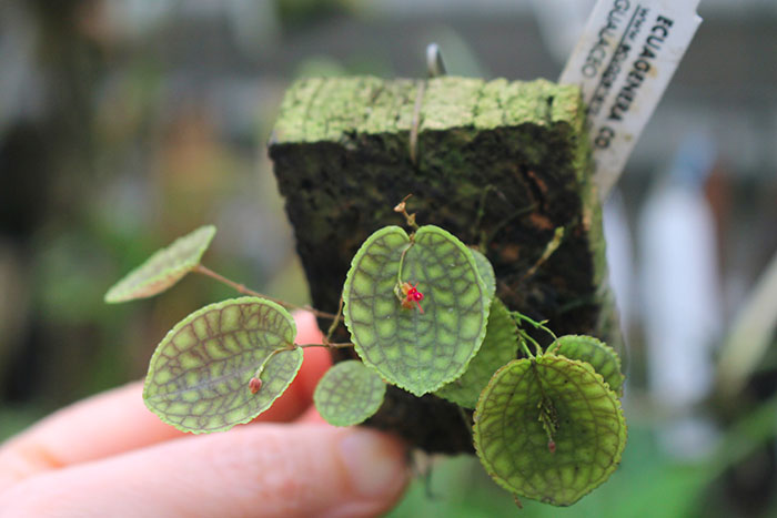 Lepanthes calodictyon.jpg