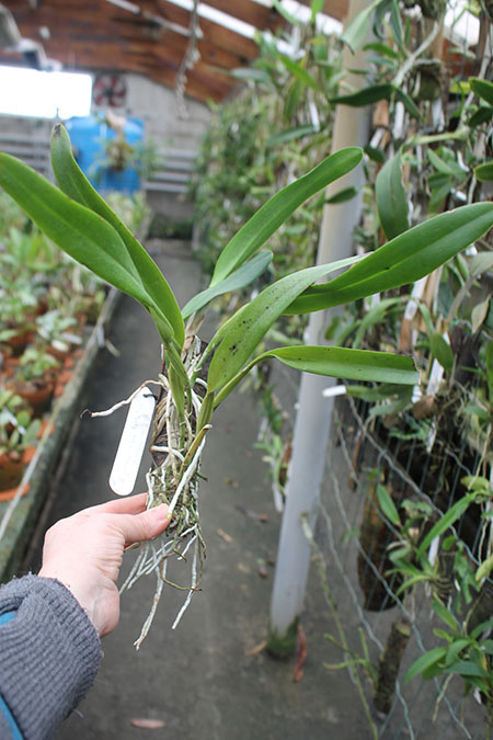 Cattleya jenmanii alba 'Fuchs Snow'.jpg